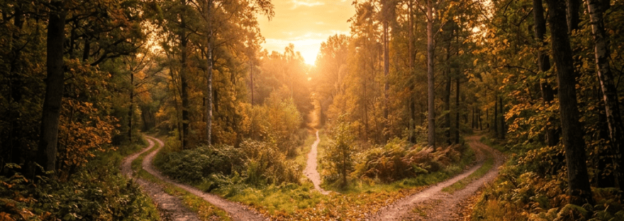 A forked dirt trail in a forest with autumn foliage and sunset