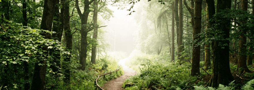 Dirt path winding through dense green forest with mist ahead